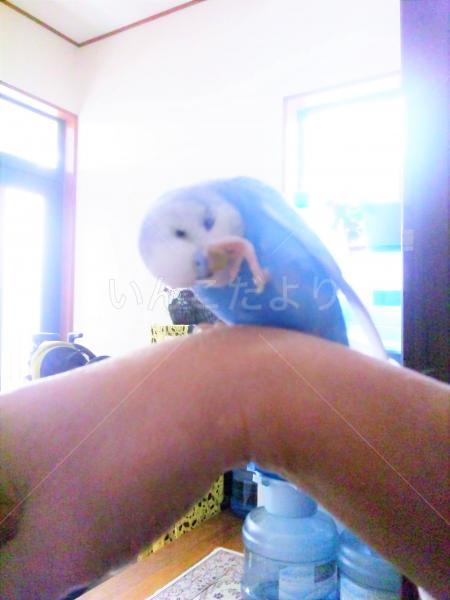 迷い鳥の写真