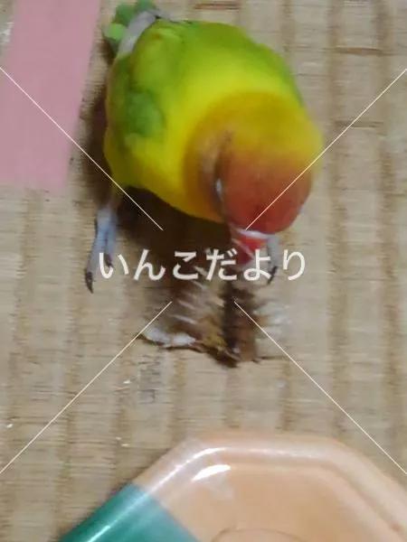 迷い鳥の写真