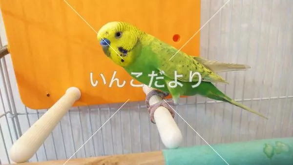 保護鳥の写真