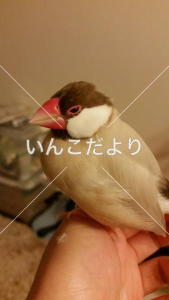 迷い鳥の写真