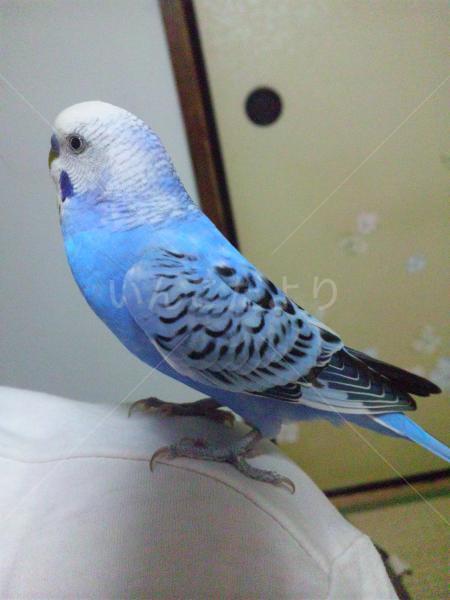 迷い鳥の写真