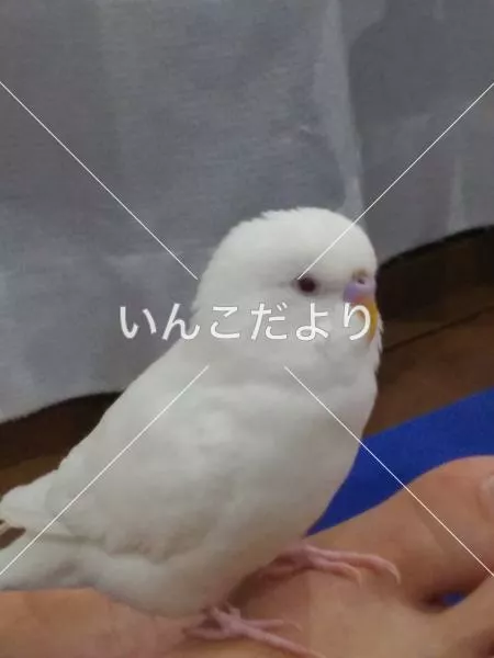迷い鳥の写真