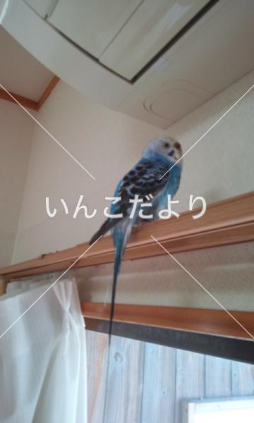 迷い鳥の写真