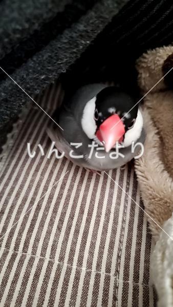 迷い鳥の写真