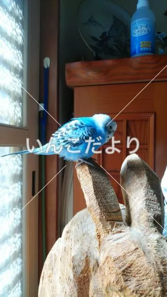 保護鳥の写真
