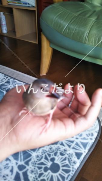 迷い鳥の写真