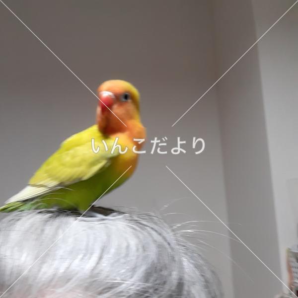 迷い鳥の写真