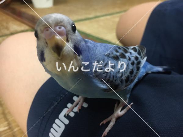 迷い鳥の写真