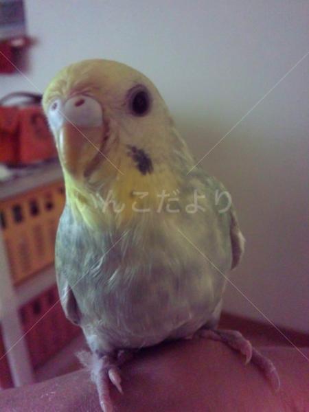 迷い鳥の写真
