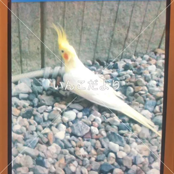 保護鳥の写真