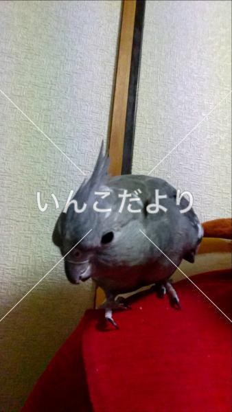 迷い鳥の写真