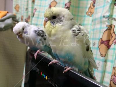 迷い鳥の写真