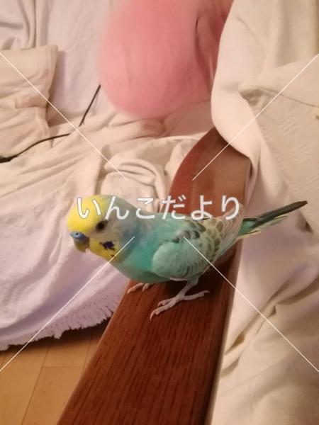 迷い鳥の写真