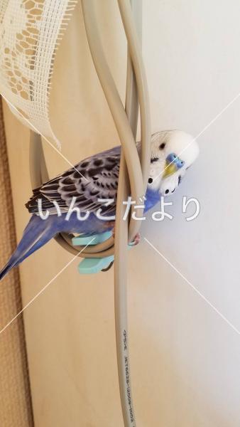 迷い鳥の写真