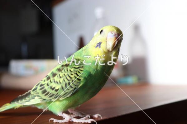 迷い鳥の写真