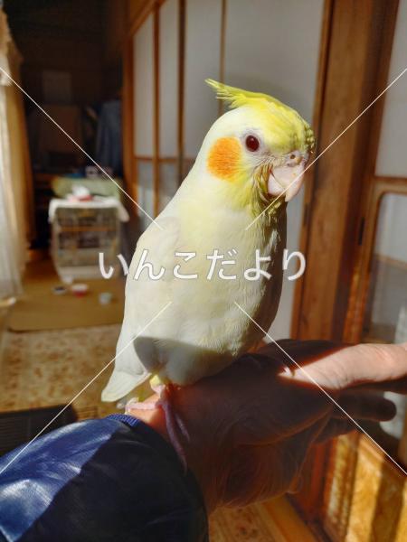 迷い鳥の写真