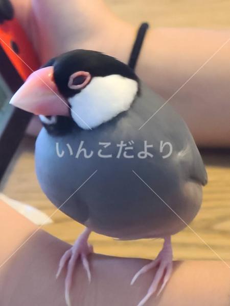 迷い鳥の写真