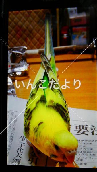 迷い鳥の写真