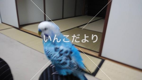 迷い鳥の写真