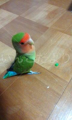 迷い鳥の写真