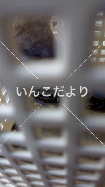保護鳥の写真