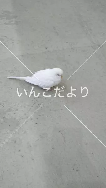 保護鳥の写真