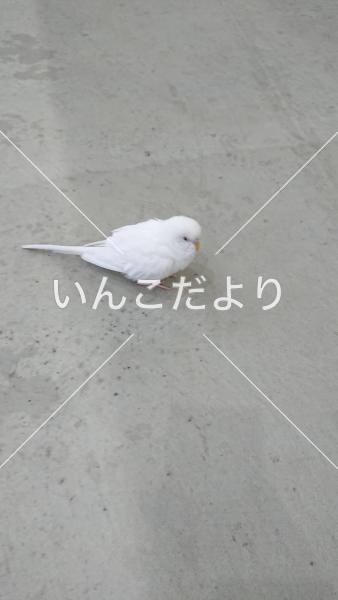 保護鳥の写真