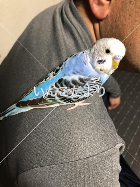保護鳥の写真
