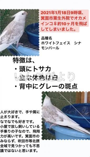 迷い鳥の写真