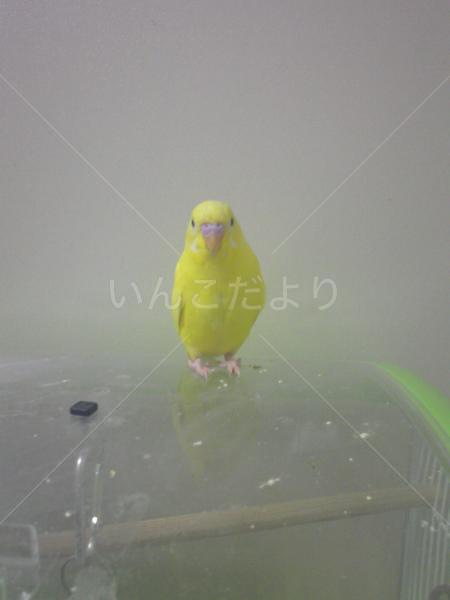 迷い鳥の写真