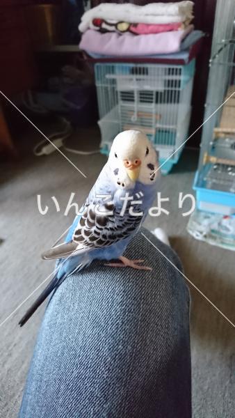 迷い鳥の写真