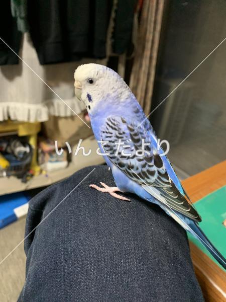 迷い鳥の写真