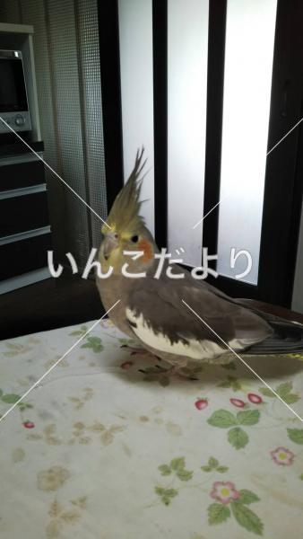 迷い鳥の写真
