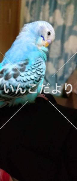 保護鳥の写真