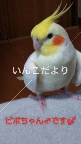 迷い鳥の写真