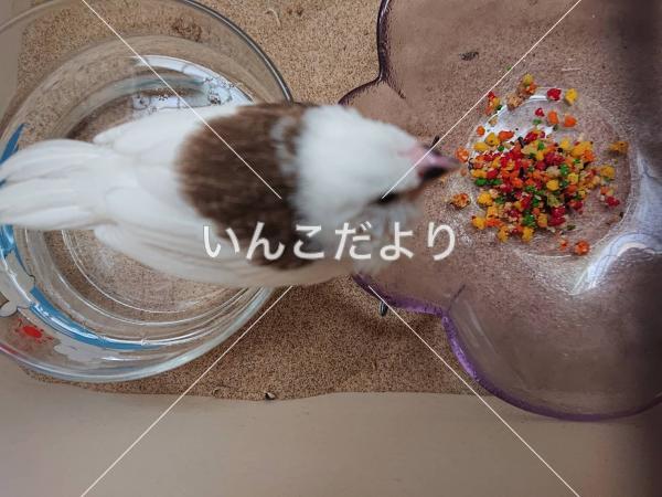 保護鳥の写真