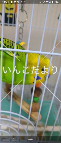 迷い鳥の写真