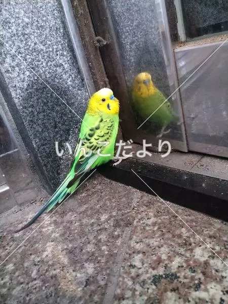 保護鳥の写真