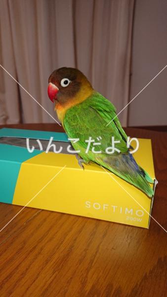 迷い鳥の写真