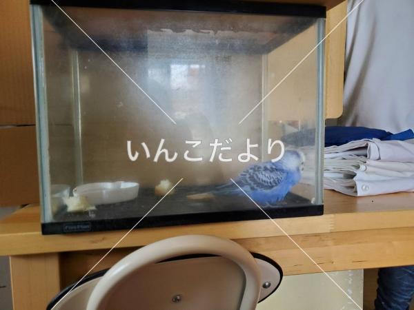 保護鳥の写真