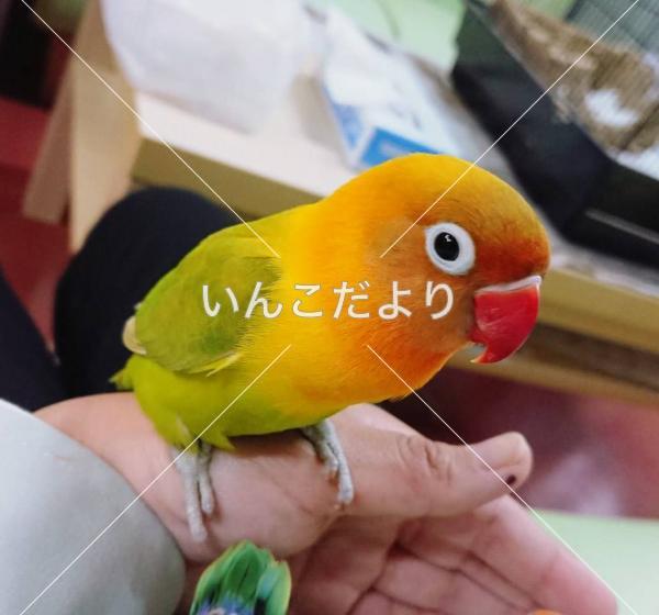 迷い鳥の写真
