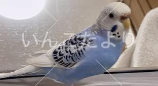 迷い鳥の写真