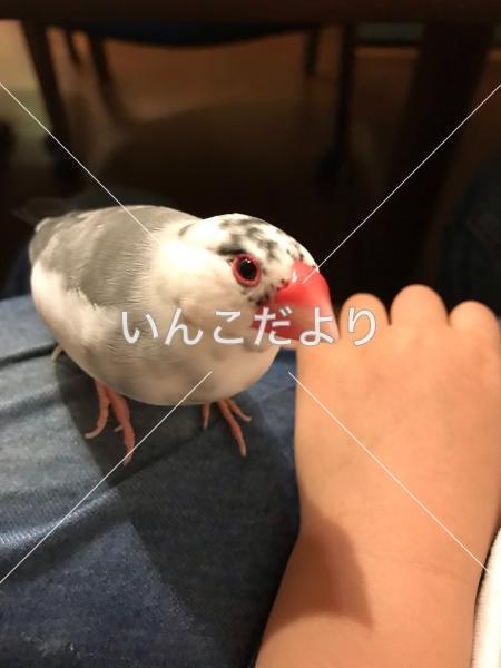 迷い鳥の写真