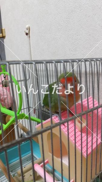 迷い鳥の写真
