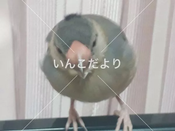 迷い鳥の写真