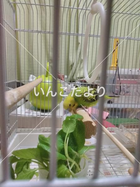 保護鳥の写真