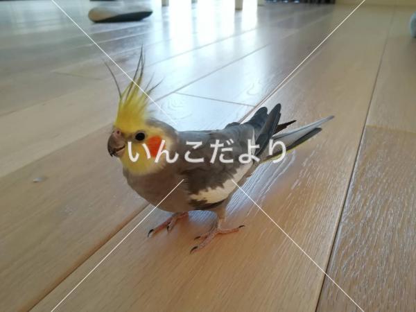 迷い鳥の写真