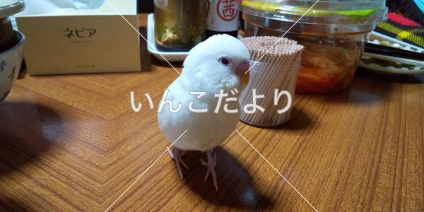迷い鳥の写真