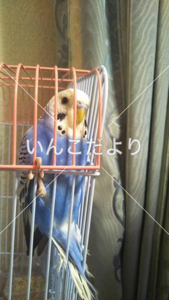 迷い鳥の写真