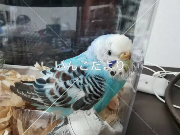 保護鳥の写真